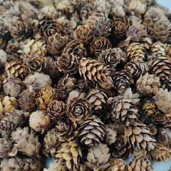 Close-up of natural untreated mini pine cone texture